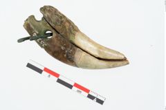 Foto von Bärenzahnanhänger (NHMW-PRAE-025355)